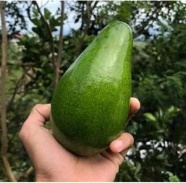 Mengenal Alpukat Muria: Si Unggul Asli Indonesia yang Mendunia